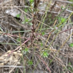 Lythrum hyssopifolia at Hackett, ACT - 18 Apr 2022