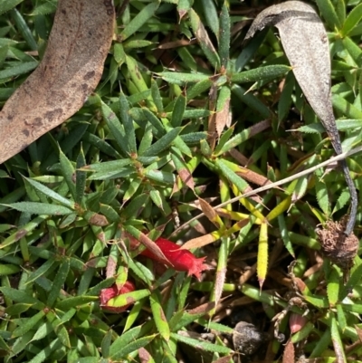 Astroloma humifusum (Cranberry Heath) at Mount Ainslie - 18 Apr 2022 by Ned_Johnston