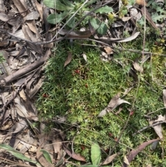 Astroloma humifusum at Hackett, ACT - 18 Apr 2022