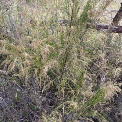 Cassinia sifton (Sifton Bush, Chinese Shrub) at Mount Ainslie - 18 Apr 2022 by Ned_Johnston