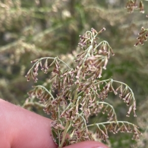 Cassinia sifton at Hackett, ACT - 18 Apr 2022