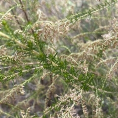 Cassinia sifton at Hackett, ACT - 18 Apr 2022 01:02 PM