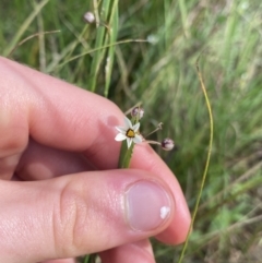 Sisyrinchium rosulatum (Scourweed) at Hackett, ACT - 18 Apr 2022 by Ned_Johnston