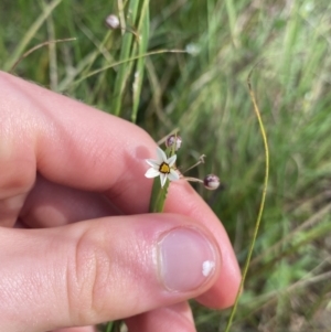 Sisyrinchium rosulatum at Hackett, ACT - 18 Apr 2022 12:36 PM