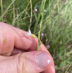 Sisyrinchium rosulatum at Hackett, ACT - 18 Apr 2022