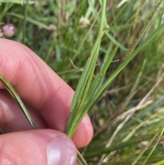 Sisyrinchium rosulatum at Hackett, ACT - 18 Apr 2022 12:36 PM