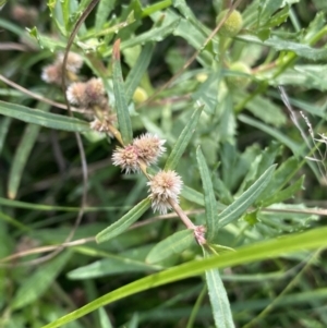 Alternanthera denticulata at Hackett, ACT - 18 Apr 2022