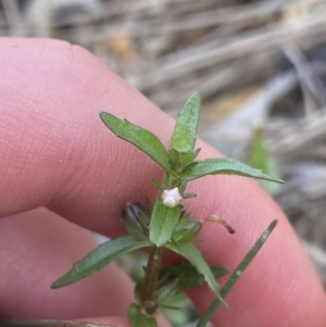 Gratiola pumilo at Hackett, ACT - 18 Apr 2022 12:35 PM