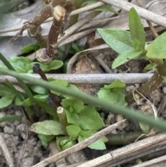 Gratiola pumilo at Hackett, ACT - 18 Apr 2022 12:35 PM