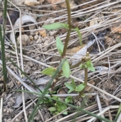 Gratiola pumilo at Hackett, ACT - 18 Apr 2022 12:35 PM