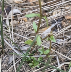 Gratiola pumilo at Hackett, ACT - 18 Apr 2022 12:35 PM