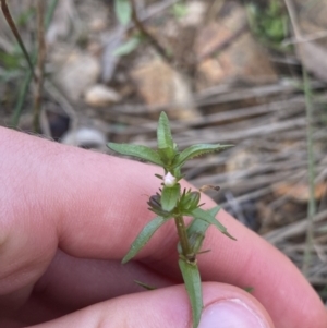 Gratiola pumilo at Hackett, ACT - 18 Apr 2022 12:35 PM