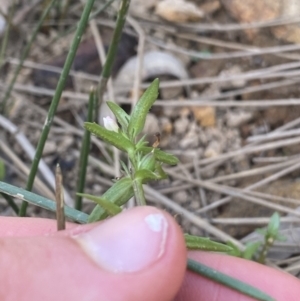 Gratiola pumilo at Hackett, ACT - 18 Apr 2022 12:35 PM