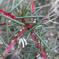 Hakea decurrens (Bushy Needlewood) at Hackett, ACT - 18 Apr 2022 by NedJohnston