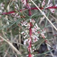 Hakea decurrens at Hackett, ACT - 18 Apr 2022