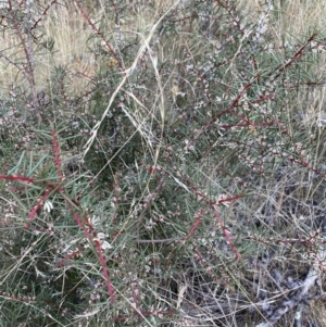 Hakea decurrens at Hackett, ACT - 18 Apr 2022