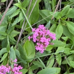 Centranthus ruber (Red Valerian, Kiss-me-quick, Jupiter's Beard) at Ainslie, ACT - 18 Apr 2022 by Ned_Johnston