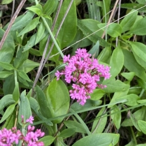 Centranthus ruber at Ainslie, ACT - 18 Apr 2022