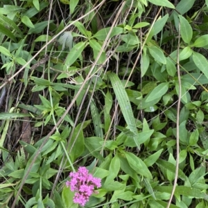 Centranthus ruber at Ainslie, ACT - 18 Apr 2022