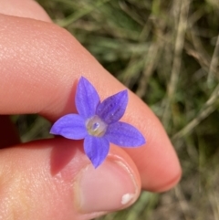 Wahlenbergia capillaris (Tufted Bluebell) at Mt Gladstone Reserves, Cooma - 17 Apr 2022 by Ned_Johnston