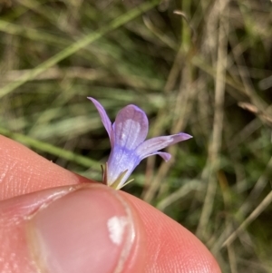 Wahlenbergia capillaris at Cooma, NSW - 17 Apr 2022 02:13 PM