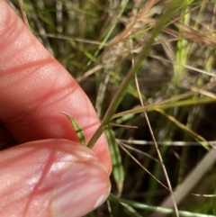 Wahlenbergia capillaris at Cooma, NSW - 17 Apr 2022 02:13 PM