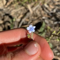 Cynoglossum australe (Australian Forget-me-not) at Mt Gladstone Reserves, Cooma - 17 Apr 2022 by Ned_Johnston