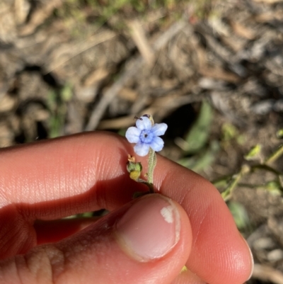 Cynoglossum australe (Australian Forget-me-not) at Cooma, NSW - 17 Apr 2022 by Ned_Johnston