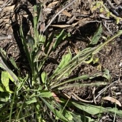 Cynoglossum australe at Cooma, NSW - 17 Apr 2022 02:09 PM