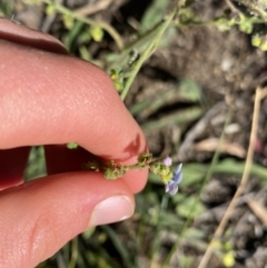 Cynoglossum australe at Cooma, NSW - 17 Apr 2022 02:09 PM