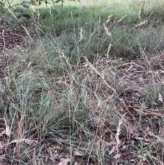 Rytidosperma fulvum (Wallaby Grass) at Curtin, ACT - 23 Apr 2022 by SilkeSma