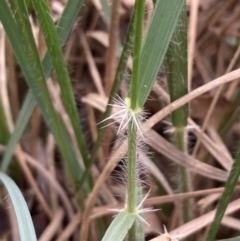 Rytidosperma fulvum at Curtin, ACT - 23 Apr 2022 12:18 PM