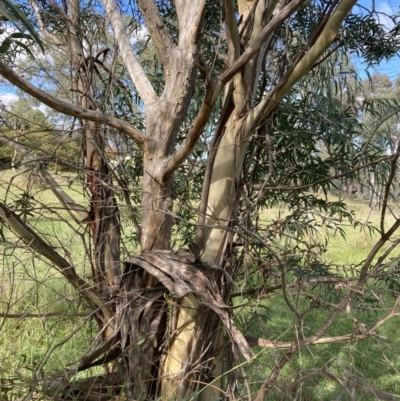 Eucalyptus viminalis (Ribbon Gum) at Mount Ainslie to Black Mountain - 22 Apr 2022 by SilkeSma