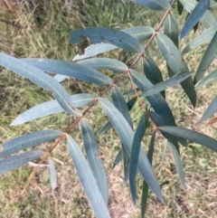 Eucalyptus viminalis at Mount Ainslie to Black Mountain - 22 Apr 2022