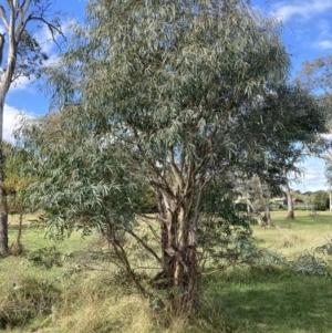 Eucalyptus viminalis at Mount Ainslie to Black Mountain - 22 Apr 2022