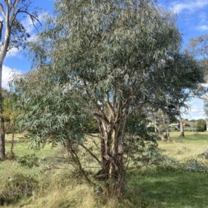 Eucalyptus viminalis at Mount Ainslie to Black Mountain - 22 Apr 2022 11:05 AM