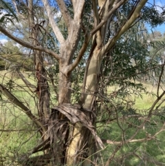 Eucalyptus viminalis at Campbell, ACT - 22 Apr 2022