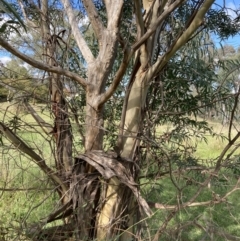 Eucalyptus viminalis at Mount Ainslie to Black Mountain - 22 Apr 2022