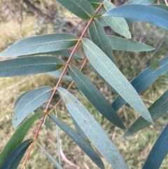 Eucalyptus viminalis at Mount Ainslie to Black Mountain - 22 Apr 2022 11:05 AM