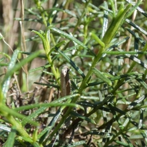 Oecophoridae (family) at Watson, ACT - 16 Apr 2022