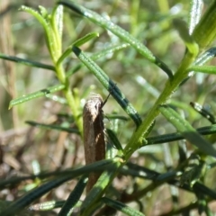 Oecophoridae (family) at Watson, ACT - 16 Apr 2022 12:13 PM