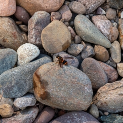 Unidentified Potter wasp (Vespidae, Eumeninae) at Nethercote, NSW - 22 Apr 2022 by hughagan