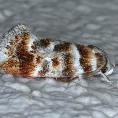 Acmotoma magniferella (Acmotoma magniferella) at Ainslie, ACT - 21 Apr 2022 by jb2602