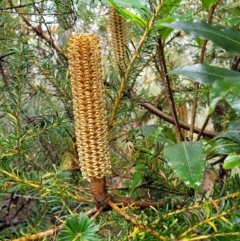 Banksia ericifolia subsp. ericifolia (Heath-leaved Banksia) at Blue Mountains National Park - 23 Apr 2022 by trevorpreston