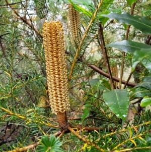 Banksia ericifolia subsp. ericifolia at Blue Mountains National Park, NSW - 23 Apr 2022 10:19 AM