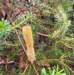 Banksia ericifolia subsp. ericifolia at Blue Mountains National Park, NSW - 23 Apr 2022
