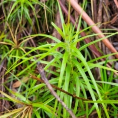 Dracophyllum secundum at Blue Mountains National Park - 23 Apr 2022 by trevorpreston