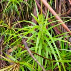 Dracophyllum secundum at Katoomba, NSW - 23 Apr 2022 10:09 AM