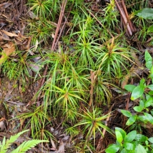 Dracophyllum secundum at Katoomba, NSW - 23 Apr 2022 10:09 AM