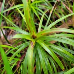 Dracophyllum secundum at Katoomba, NSW - 23 Apr 2022 10:09 AM